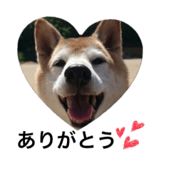 [LINEスタンプ] しば犬 リキ