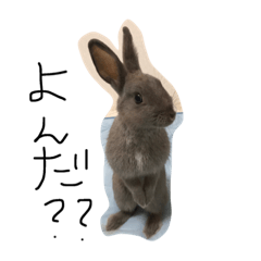 [LINEスタンプ] 柴田家の兎々丸