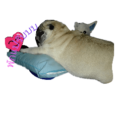 [LINEスタンプ] yaychin