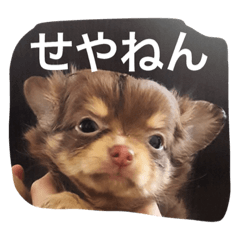 [LINEスタンプ] チコスタンプ3