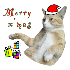 [LINEスタンプ] Meow Meow :with x'mas time