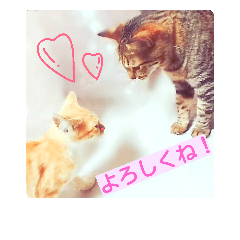 [LINEスタンプ] my home Cats.