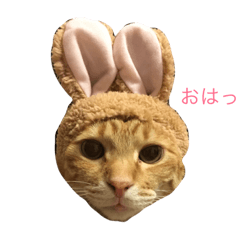 [LINEスタンプ] ブチャ夫婦と3兄弟
