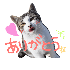 [LINEスタンプ] Nyatamp！