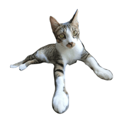 [LINEスタンプ] Proud of the cat's daily life