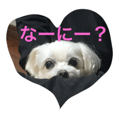 [LINEスタンプ] Chooochyan0806