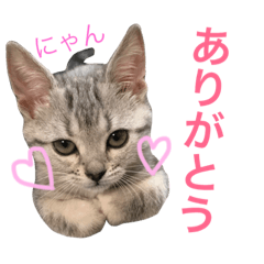 [LINEスタンプ] アメショ猫のにゃろちゃんスタンプ 2