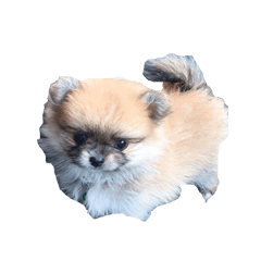 [LINEスタンプ] DogBella