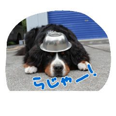 [LINEスタンプ] バーニーズマウンテンドッグ ぼぶ 2