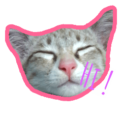 [LINEスタンプ] Cat  mieow 