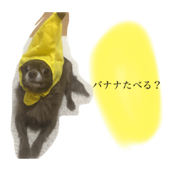 [LINEスタンプ] ねっちゃんと仲間たちのスタンプ