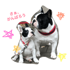 [LINEスタンプ] フレンチブルドッグのウニ＆トロ