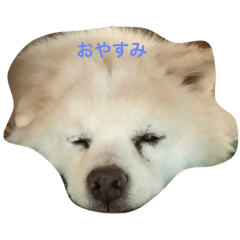 [LINEスタンプ] 可愛いミックス犬だよ