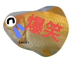 [LINEスタンプ] 金魚さん<+))><<