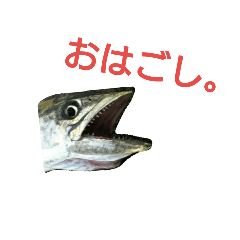 [LINEスタンプ] サゴシ軍曹