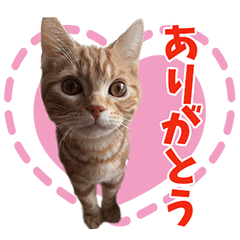 [LINEスタンプ] こじすた NO.1