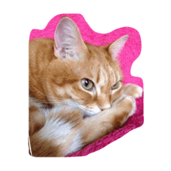 [LINEスタンプ] まいまいの