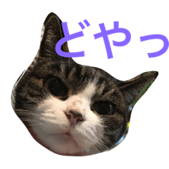 [LINEスタンプ] ねこたまみ