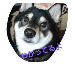 [LINEスタンプ] 黒柴ゴン太2