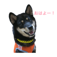 [LINEスタンプ] 柴犬 陸☆宙の挨拶スタンプ