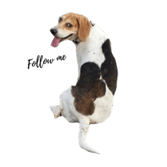 [LINEスタンプ] U.S.A Beagle