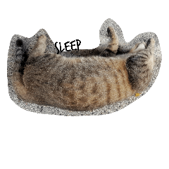 [LINEスタンプ] Scenery of the cat