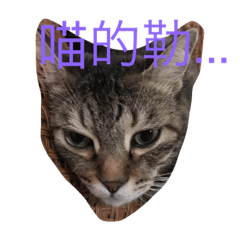 [LINEスタンプ] cat murmurs