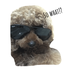 [LINEスタンプ] kribo: intro