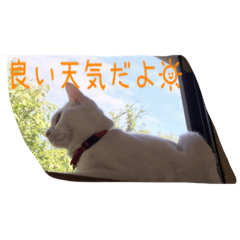 [LINEスタンプ] 白猫のななお