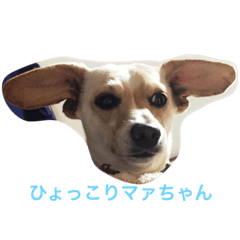 [LINEスタンプ] 愛しさ100パーセント(笑)