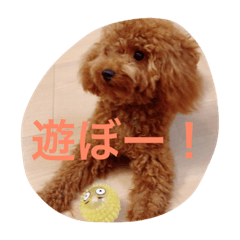 [LINEスタンプ] トイ・プードル レオン君2