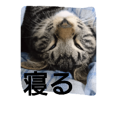 [LINEスタンプ] ウチのにゃんことか色々