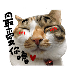 [LINEスタンプ] JINNNNNNG-CATS WANNA SAY