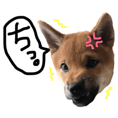 [LINEスタンプ] shibadog Maro2 