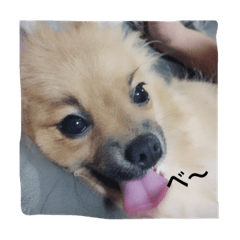 [LINEスタンプ] 犬のこたろう