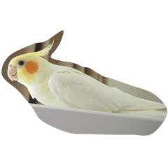 [LINEスタンプ] オカメインコのココ