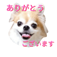 [LINEスタンプ] チワワのアン