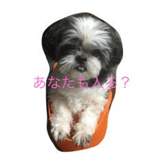 [LINEスタンプ] シーズー犬ネオちゃん
