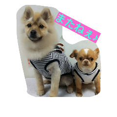 [LINEスタンプ] Itodogs