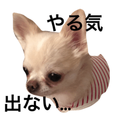 [LINEスタンプ] ロコ、ブル、トラ6