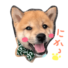 [LINEスタンプ] 柴犬ころちゃん