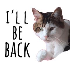 [LINEスタンプ] NEKOBAKA NEKOBAKA