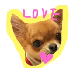 [LINEスタンプ] チワワのココちゃん♪♪vo4