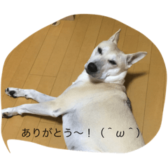 [LINEスタンプ] チビの日常！