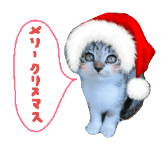 [LINEスタンプ] Xmas cat