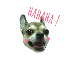 [LINEスタンプ] チワワのケビン君