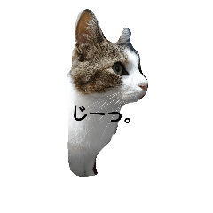 [LINEスタンプ] 猫のあにぃ