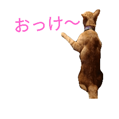 [LINEスタンプ] 猫（きなこ）スタンプ集