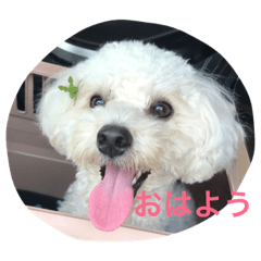 [LINEスタンプ] ココ（マルプー）の日常