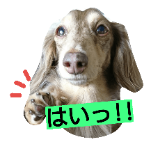 [LINEスタンプ] ぷぅしぃゆず3